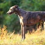 Greyhound hd wallpaper