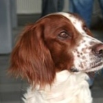 Irish Red and White Setter widescreen