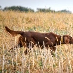 Irish Setter high definition wallpapers