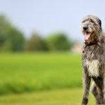 Irish Wolfhound background