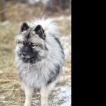 Keeshond desktop