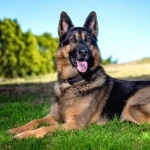 King Shepherd hd pics