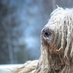 Komondor wallpapers