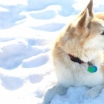 Labrador Husky free download