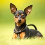 Miniature Pinscher image