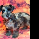 Miniature Schnauzer high quality wallpapers