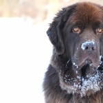 Newfoundland breed hd pics