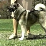 Norwegian Elkhound pic