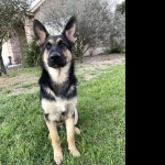 Old German Shepherd Dog free