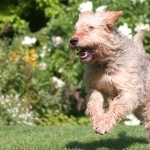 Otterhound image