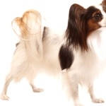 Papillon breed new wallpapers