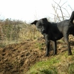 Patterdale Terrier high quality wallpapers