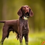 Polish Hunting Dog funny