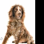 Pont-Audemer Spaniel photo