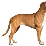 Portuguese Pointer hd