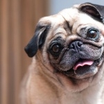 Pug pic