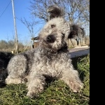 Pumi breed background