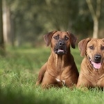 Rhodesian Ridgeback new wallpapers