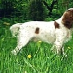 Russian Spaniel wallpaper