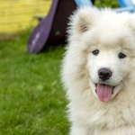 Samoyed breed desktop wallpaper