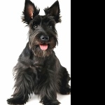 Scottish Terrier free wallpapers