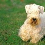 Sealyham Terrier 1080p