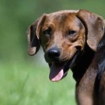 Serbian Hound free download