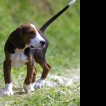 Serbian Tricolour Hound new wallpaper