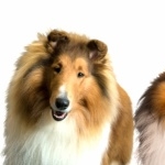 Shetland Sheepdog free download