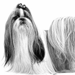 Shih Tzu new wallpapers