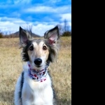 Silken Windhound hd desktop