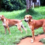 Sinhala Hound hd pics