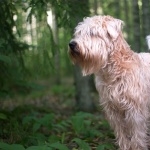 Soft-Coated Wheaten Terrier pic