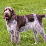 Spinone Italiano pic