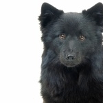 Swedish Lapphund high definition photo