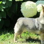 Swedish Vallhund download