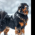 Tibetan Mastiff desktop