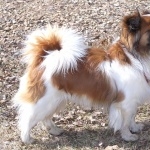 Tibetan Spaniel hd pics