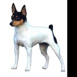 Toy Fox Terrier hd desktop