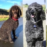 Tweed Water Spaniel image