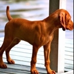 Vizsla hd pics