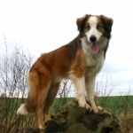 Welsh Sheepdog breed