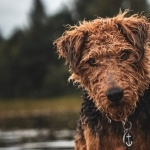 Welsh Terrier wallpapers