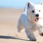 West Highland White Terrier hd photos