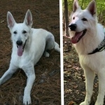 White Shepherd hd photos