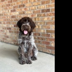 Wirehaired Pointing Griffon desktop wallpaper