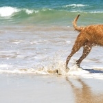 Wirehaired Vizsla desktop wallpaper