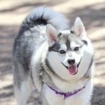 Alaskan Klee Kai new wallpapers