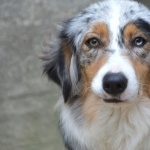 Australian Shepherd new photos