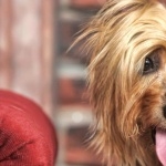 Australian Silky Terrier high quality wallpapers